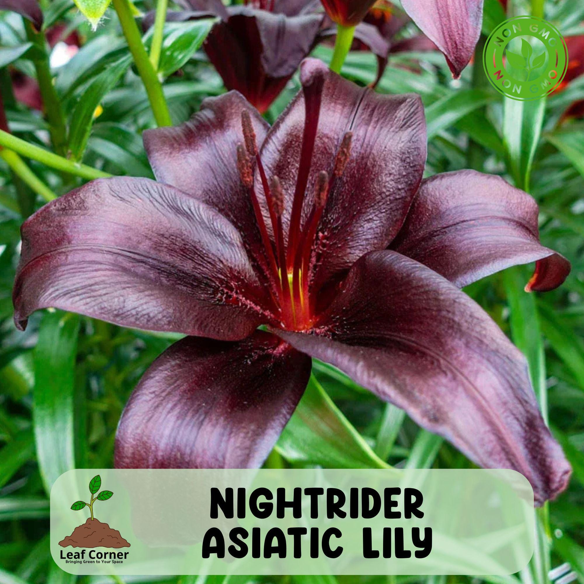 Nightrider Asiatic Lily, Live Flower Bulb, Exotic Perennial Bloom
