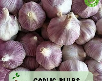 Garlic Bulbs, Purple Early Italian Whole, Bulbs for Eating or Planting, Heirloom, Non GMO