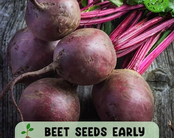 May include: A close-up of several round, dark red beets with attached stems and leaves. The image includes a green and white label that reads "BEET SEEDS EARLY WONDER" and a "NON GMO" seal.