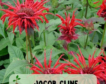 Monarda Jacob Cline, Scarlet Bee Balm, Live Starter Plant Native Perennial