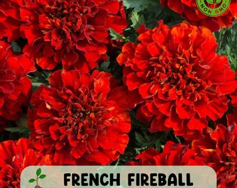 25 French Fireball Marigold Seeds, Vibrant Bi Color Blooms, Non GMO Heirloom Annual Flowers