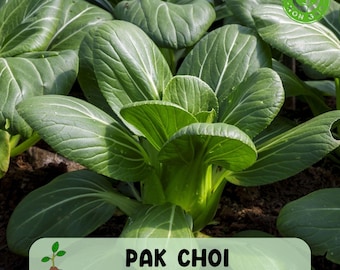 500 Chinese Cabbage Seeds Pak Choi Kuai Cai Fast Grow Cabbage USA