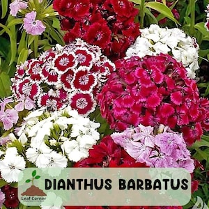 500 Mixed Sweet William Seeds: Red, Pink, White Dianthus Barbatus Blooms