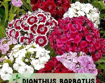 500 Mixed Sweet William Seeds: Red, Pink, White Dianthus Barbatus Blooms