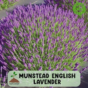 Munstead English Lavender Live Plant, Healthy Starter for Garden and Culinary Use