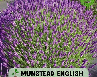 Munstead English Lavender Live Plant, Healthy Starter for Garden and Culinary Use