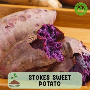 May include: Close-up of Stokes sweet potatoes, showcasing their vibrant purple flesh and brown skin. The image highlights the texture and color contrast of the sweet potatoes, with a "Non GMO" label in the background. The text "Stokes Sweet Potato" is displayed.