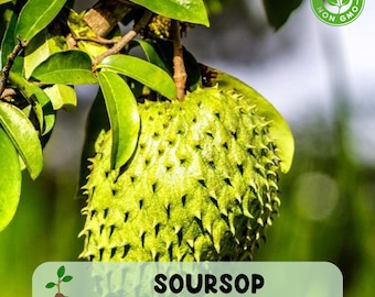 Soursop Guanabana Tree, Annona muricata, Live Tropical Fruit Plant