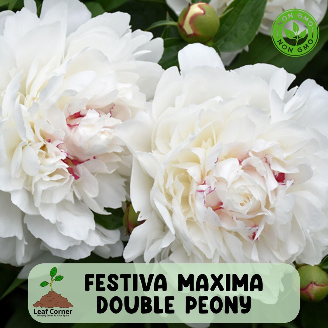Festiva Maxima Double Peony, Live Perennial Root Bulb, White Peony ...