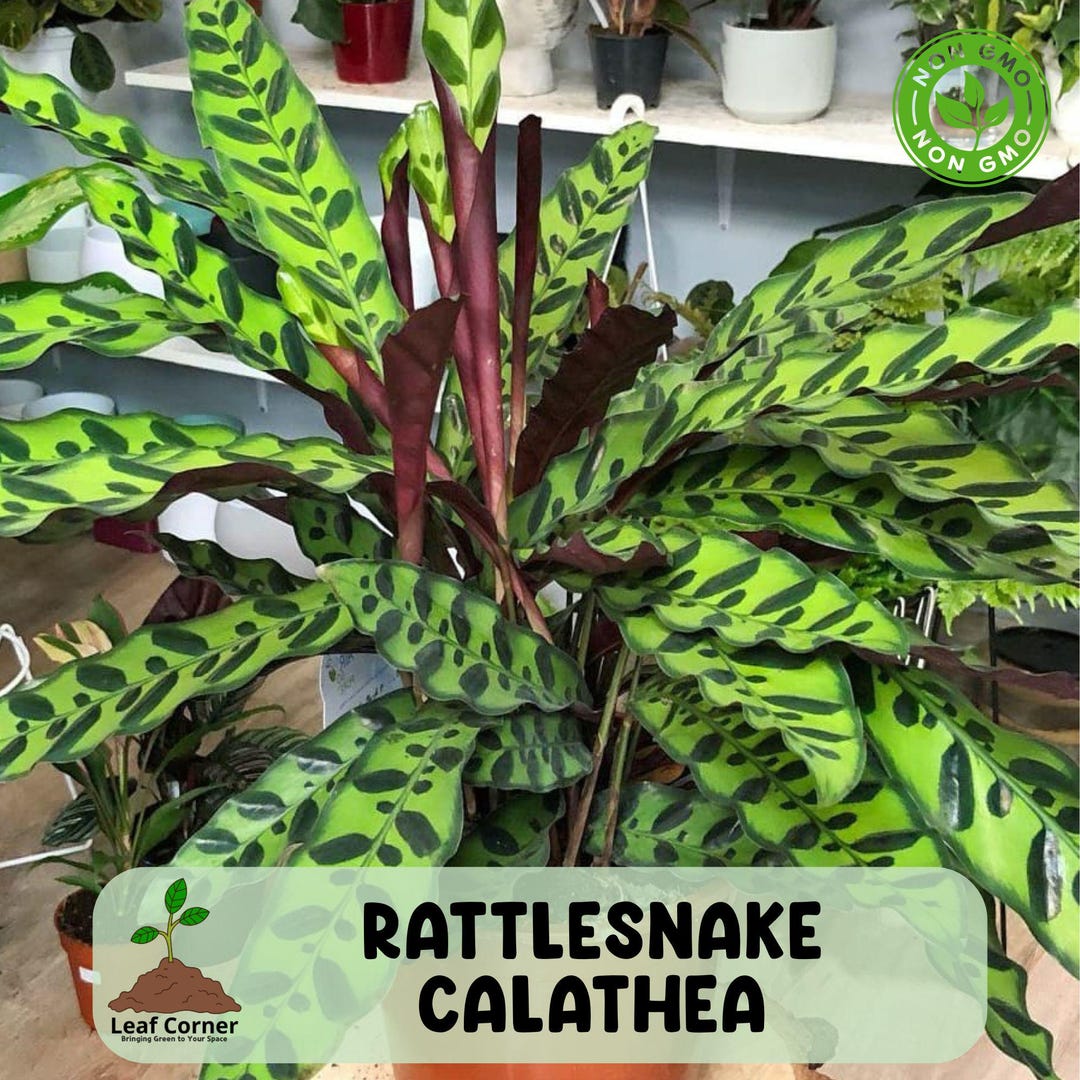 25 Rattlesnake Calathea Seeds, Rare Tropical Houseplant With Striking  Spotted Foliage - Etsy