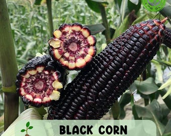 50pcs Black Corn Heirloom Seeds, Non GMO, Open Pollinated, Flour Corn