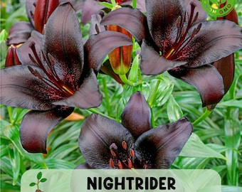 Black Out Lily Bulb Rare Asiatic Heirloom, Deep Red-black Blooms - Etsy