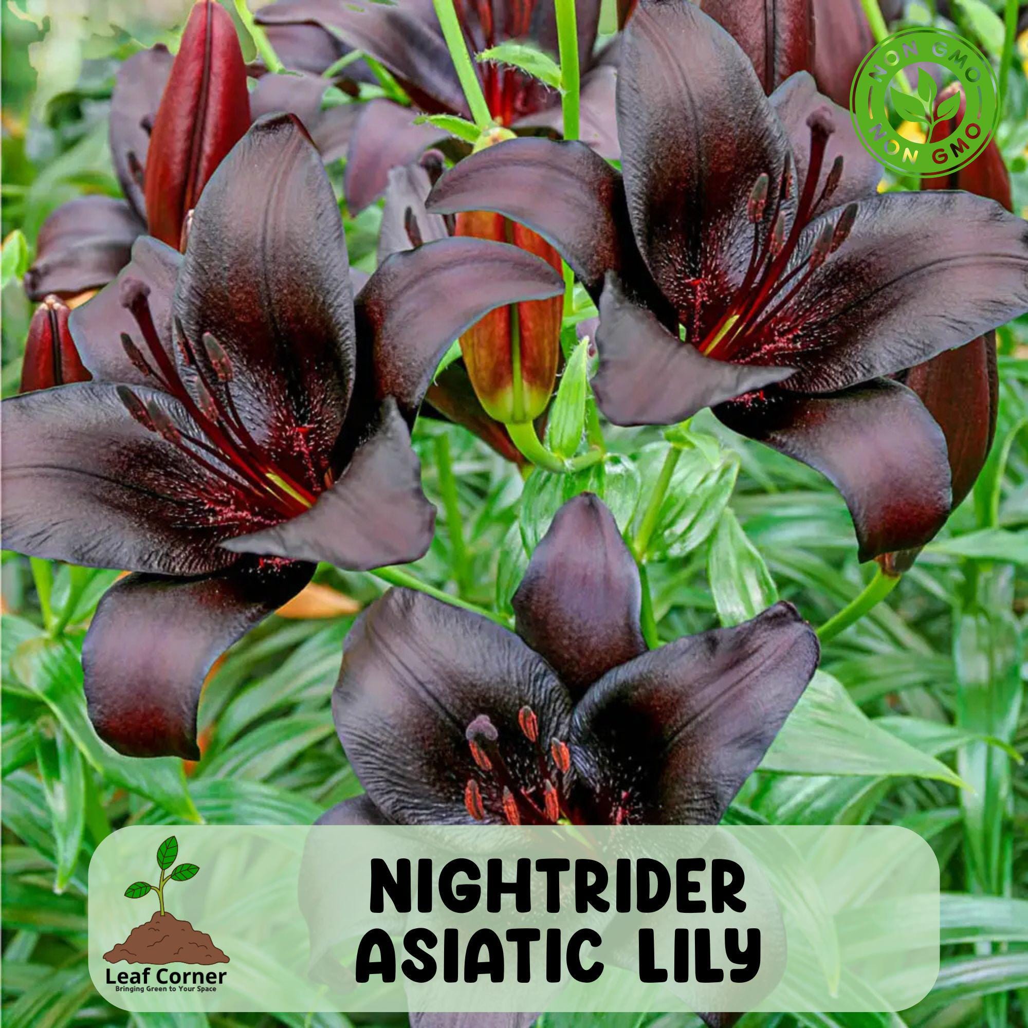 Nightrider Asiatic Lily, Live Flower Bulb, Exotic Perennial Bloom