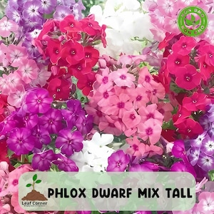200 Colorful Phlox Dwarf Mix Seeds, Spring Blooming Heirloom, Perfect for Containers & Borders