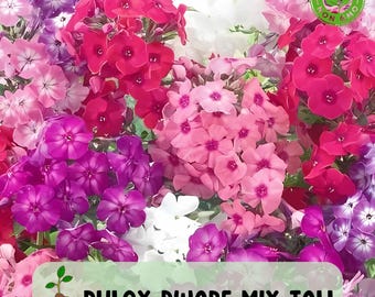 Colorful Dwarf Phlox Seeds: Heirloom Spring Blooms for Containers