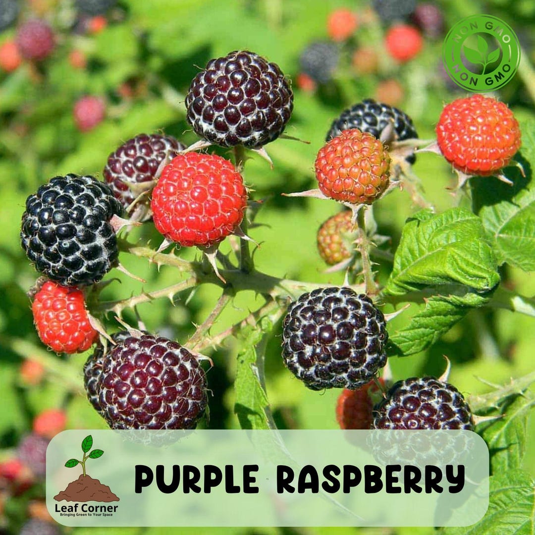 Glencoe Raspberry Plant, Thornless Purple Raspberry Starter Plug, Sweet ...