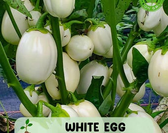 150 White Eggplant Seeds, Heirloom Garden Egg, NON GMO