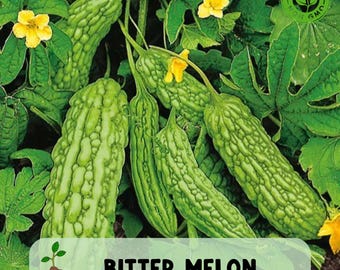 15pcs Bitter Melon Seeds, Fast Growing Green Skin Bitter Gourd, Balsam Pear