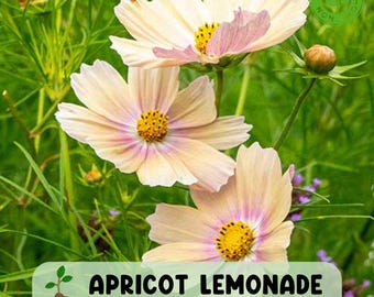 200 Apricot Lemonade Cosmos Seeds, Rare Heirloom Flower, Yellow & Pink Blooms