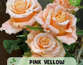 10 Rose Rosa Flower Seeds HW96109-517 - Etsy