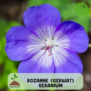 25 Hardy Rozanne Geranium Seeds, Beautiful Blue-Purple Perennial for Borders & Beds