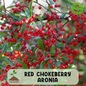 May include: Close-up of a red chokeberry plant, Aronia, with vibrant red berries and green leaves. The image includes the text "RED CHOKEBERRY ARONIA" and a "NON GMO" seal.