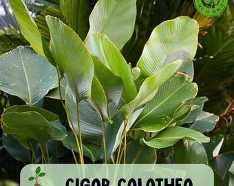25 Cigar Calathea Seeds, Rare Tropical Foliage Plant, Exotic Leaves for Indoor Growing