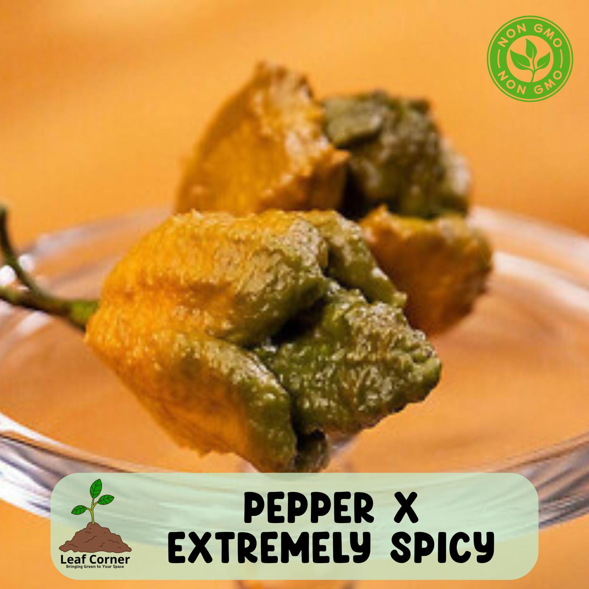 25 Pepper X Seeds, Extremely Spicy, Chili Pepper for Garden