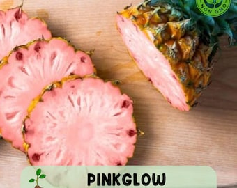 15 Pinkglow Pineapple Seeds, Rare Exotic Tropical Fruit, Garden Planting, Non GMO