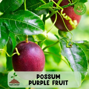 Possum Purple Passion Fruit Live Plant: Fast-Growing Tropical Vine
