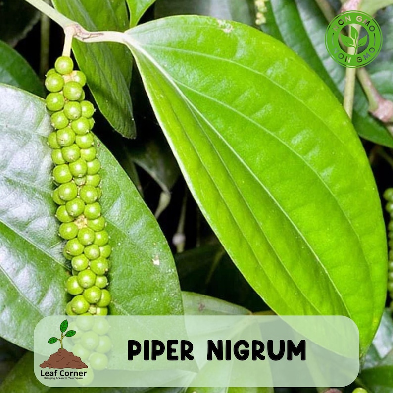Black Pepper Plant Piper Nigrum, Live Starter Plant, Tropical Climbing ...