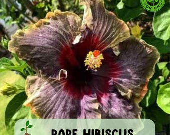 30 Rare Hibiscus Seeds, Non GMO, Heirloom Variety, Tropical Garden Flowers