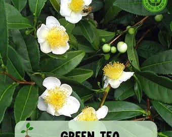 Live Tea Plant, Camellia sinensis for Home Garden & Patio, Non GMO