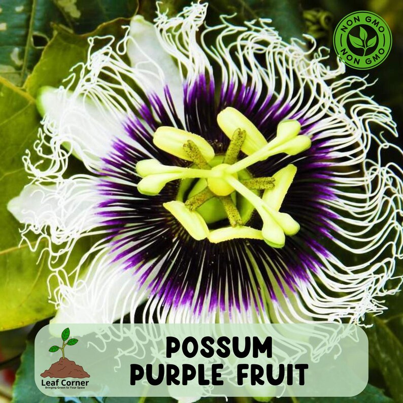 Fascinating Possum Purple Passion Fruit Photos