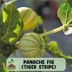 May include: Close-up of Panache fig, also known as Tiger Stripe fig, with green and yellow stripes. The image shows the fruit on the branch with green leaves. The text "Non GMO" is visible in the upper right corner.