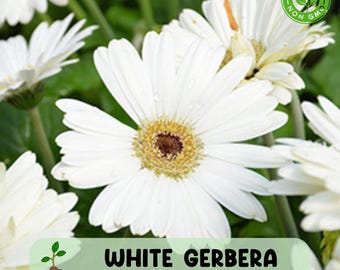 200 White Gerbera Daisy Seeds, Elegant Blooms for Garden and Cut Flower Arrangements