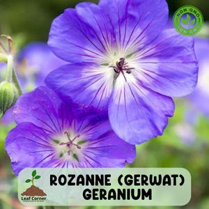 25 Rozanne (Gerwat) Geranium Seeds, Award Winning Perennial for Long Lasting Blue Blooms