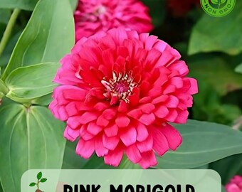 May include: Close-up of a vibrant pink marigold flower with multiple layers of petals. The flower is surrounded by green leaves. The text "PINK MARIGOLD" is displayed on a green background.
