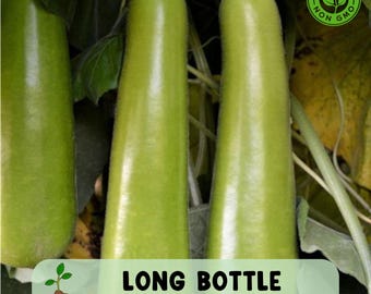 35 Long Bottle Gourd Seeds: High Yield, Calabash Variety (Non-GMO)