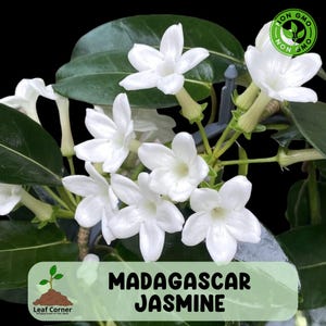 Stephanotis Flower - Etsy