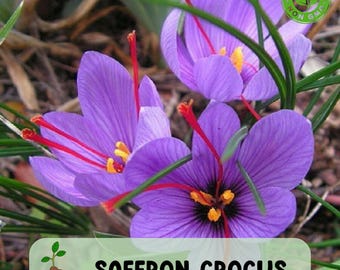 Saffron Crocus 10 Bulbs for Planting, Organic Crocus Sativus, Grow Your Own Rare Spice