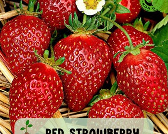 100 Red Strawberry Seeds Big Flesh Fruit Perennial Container Garden USA