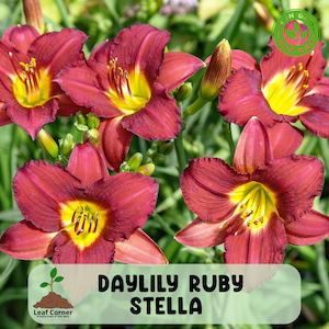 May include: Close-up of Daylily Ruby Stella flowers. The flowers have deep red petals with a bright yellow center. The image includes green foliage and a Leaf Corner logo.