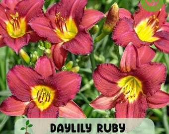 Daylily Ruby Stella, Live Perennial Bare Root Plant, Red Flowers