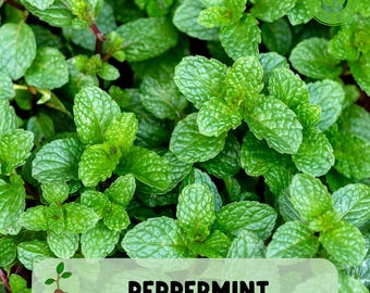 100 Heirloom Peppermint SeedS, Mentha piperita, Perennial Herbal, Non GMO, Ready for Planting