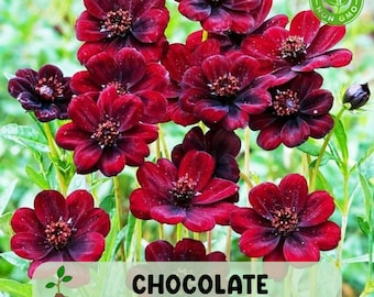 200+ Chocolate Cosmos Seeds: Dark Maroon Vanilla Scent, Non-GMO