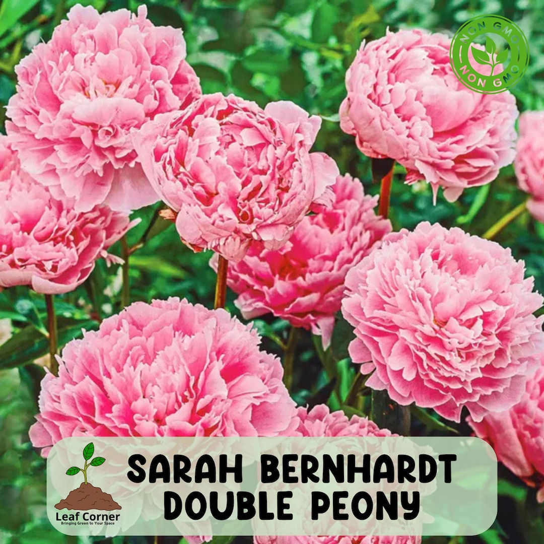 Bulbs Direct Peonies Sarah Bernhardt Double Peony, Live Perennial Root Bulb Plant, Pink ...