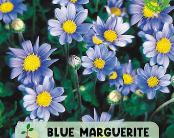 200 Blue Marguerite Daisy Seeds, Perennial Sky-Blue Blooms for Pollinator and Cottage Gardens
