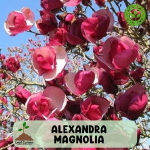 5 Alexandra Magnolia Seeds, Rare Lily Flowered Magnolia Tree with Pink Blooms