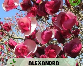 5 Alexandra Magnolia Seeds, Rare Lily Flowered Magnolia Tree with Pink Blooms